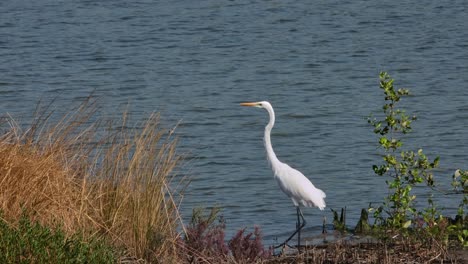 Sacudiendo-Sus-Plumas-Y-Luego-Vuela-Hacia-La-Izquierda,-Garceta-Grande-Ardea-Alba,-Tailandia