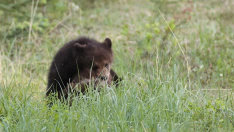 A-couple-young-grizzly-cubs-wrestle-in-tall-grass-in-a-lush-meadow,-showcasing-its-natural-behavior-and-curiosity-during-the-vibrant-spring-season