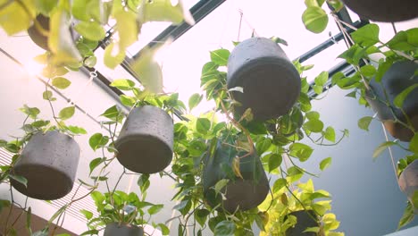 Hanging-Plants-Under-Skylight:-Natural-Beauty-in-Indoor-Setting-in-Slow-Motion
