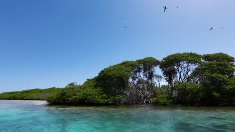 Tropical-mangrove-island-surrounded-by-serene-blue-waters-in-Los-Roques,-birds-flying-overhead