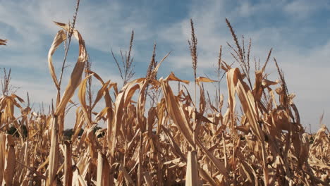 Golden-corn-sways-gently-in-the-breeze-with-a-partially-cloudy-blue-sky