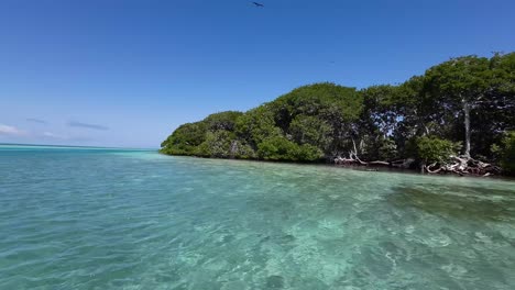 Navigating-through-a-dense-mangrove-forest,-birds-visible,-in-Los-Roques-archipelago,-clear-day