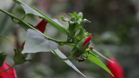 Wespe-Und-Käfer-Treffen-Sich-Auf-Einer-Blume\n