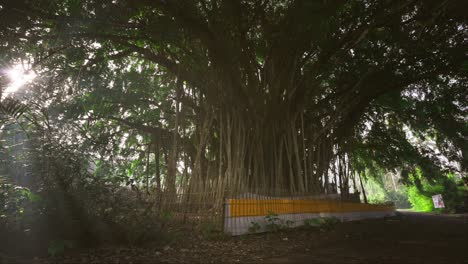 Holy-Hindu-tree-with-tall-and-large-canopy-surrounded-by-a-fence,-Bali