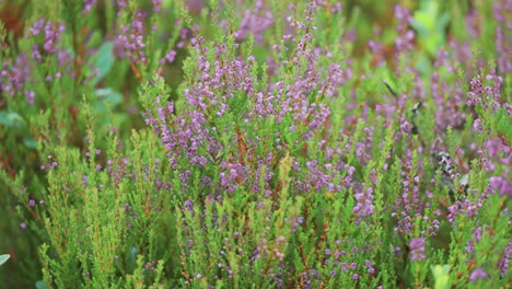 Delicadas-Flores-Rosas-Y-Violetas-Cubren-Los-Arbustos-De-Brezo-En-La-Tundra-Otoñal.