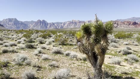 Yucca-tree-in-Desert-Landscape-pan-shot