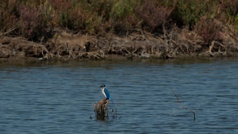 Facing-to-the-left-while-perched-on-twigs-in-the-middle-of-the-water,-Collared-Kingfisher-Todiramphus-chloris,-Thailand