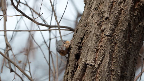 Eurasian-nuthatch-climbs-on-tree-Trunk-and-Flies-Away-in-Spring-Forest---slow-motion