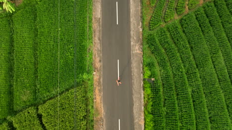 Overhead-drone-of-runner-jogging-in-middle-of-road-surrounded-by-rice-fields