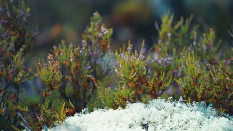 Heidekrautsträucher-Und-Ein-Weicher-Teppich-Aus-Flauschigen-Flechten-Bedecken-Den-Boden-In-Der-Herbsttundra