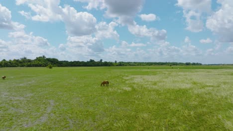 Wide-open-green-field-under-a-blue-sky-with-fluffy-clouds,-grazing-horses-in-Arauca,-Colombia,-aerial-view
