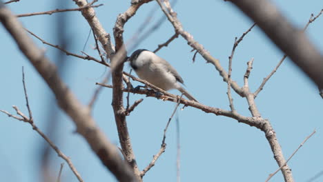 Marsh-tit-bird-pecking-spring-buds-on-leafless-branch-against-blue-sky