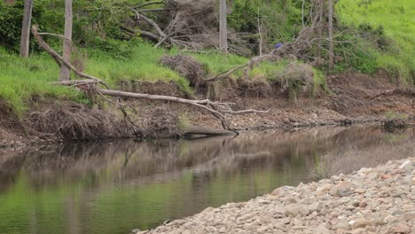 Erosion-caused-by-rain-and-flooding-along-the-Coomera-River-in-Oxenford,-Gold-Coast,-Australia