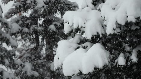 Colorado-super-slow-motion-snowing-snowy-spring-winter-wonderland-Christmas-blizzard-white-out-deep-heavy-wet-snow-powder-on-pine-tree-national-forest-Loveland-Berthoud-Pass-Rocky-Mountain-static-shot