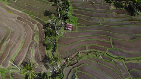 Spinning-aerial-top-view-of-rice-fields,-terraces-in-Asia