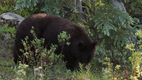 Braunbär-Auf-Nahrungssuche-Im-üppigen-Grünen-Wald-Im-Frühherbst