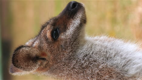 Young-red-kangaroo-close-up-portrait-in-vertical-orientation