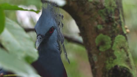 Victoria-crowned-pigeon,-goura-victoria-resting-on-the-tree-branch-under-forest-canopy,-alerted-by-the-surroundings-and-staring-right-at-the-camera,-close-up-shot