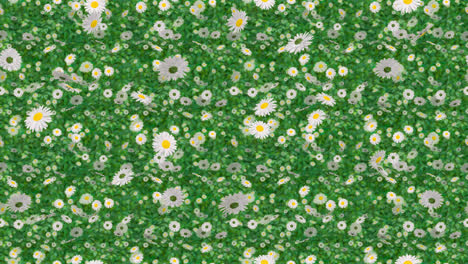 Ostern-Blume-Gänseblümchen-Hintergrund-Schleife