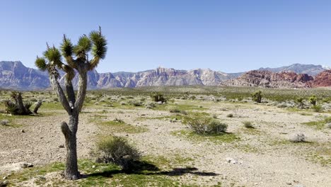 Wüstenpflanzen-Umgeben-Einen-Einsamen-Yucca-Baum