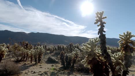 Campo-De-Cactus-En-El-Parque-Nacional-Joshua-Tree-En-California-Con-Vídeo-Panorámico-De-Derecha-A-Izquierda