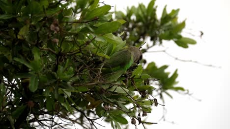 Loro-De-Cabeza-Marrón-Comiendo-Semillas