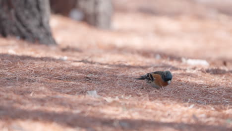 Bergfink,-Der-Auf-Einem-Mit-Kiefernnadeln-Bedeckten-Boden-Läuft-Und-Im-Frühlingspark-In-Japan-Pinoli-Nüsse-Oder-Samen-Sucht