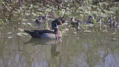 Male-Wood-Duck-swimming-with-baby-ducklings-behind-through-vegetation