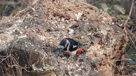 Male-great-spotted-woodpecker-pecking-hole-in-rotten-decayed-log-tree---close--up-slow-motion