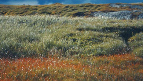 Lush-green-grass-sways-in-the-wind-on-the-expanse-of-the-Norwegian-tundra