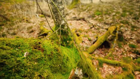 Close-sliding-up-moss-covered-tree-trunk-in-autumn-forest-landscape