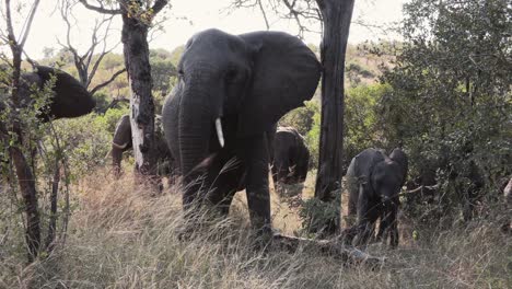 Elephants-in-dense-savannah-bushveld-feeding,-large-female-in-family-swaying-from-side-to-side-elegantly-in-the-windy-conditions
