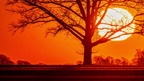 El-Tiempo-Del-Ardiente-Amanecer-Dorado-Transcurre-Más-Allá-De-La-Silueta-De-Un-árbol