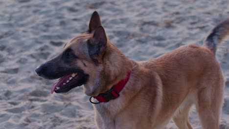 Ein-Videoporträt-Eines-Schäferhundes-Als-Haustier-Am-Strand,-Zeitlupen-Kinostil