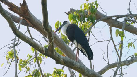 Facing-to-the-left-while-perched-on-a-branch-as-it-looks-around-during-the-afternoon,-Asian-Woolly-necked-Stork-Ciconia-episcopus,-Near-Threatened,-Thailand