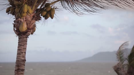 Ventosa-Playa-Tropical-Caribeña-Con-Palmeras-De-Coco-Y-Paisaje-Marino-A-Distancia