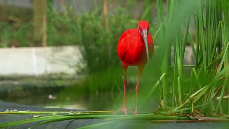 Close-up-shot-of-an-exotic-bird-species,-scarlet-Ibis,-eudocimus-ruber-with-vibrant-plumage,-walking-by-the-pond,-foraging-for-invertebrate-with-its-long-bill-in-the-wildlife-enclosure