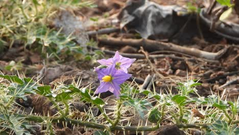 Wildblumenspitzen-In-Blättern-