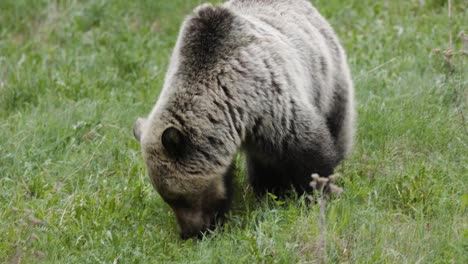 A-solitary-grizzly-bear-ambles-through-a-vibrant-green-meadow,-pausing-occasionally-to-graze-on-the-fresh-spring-vegetation