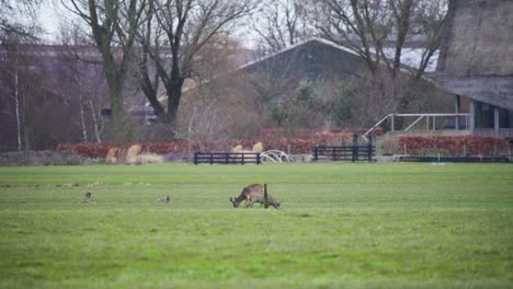 Roe-deer-herd-grazing-in-grassy-pasture-in-farm-pen-in-autumn