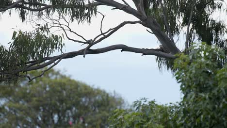 Indian-Myna-perches-quietly-on-Sydney-tree-branch