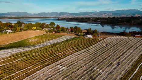 Aerial-tilt-view-over-a-small-vineyard-in-New-Zealand-with-high-mountains-in-the-backdrop