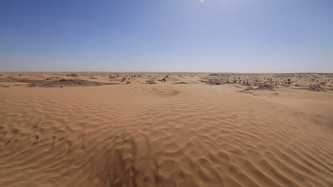 Expansive-view-of-sandy-Jebil-desert-under-a-clear-blue-sky-in-Tunisia,-wide-angle-shot