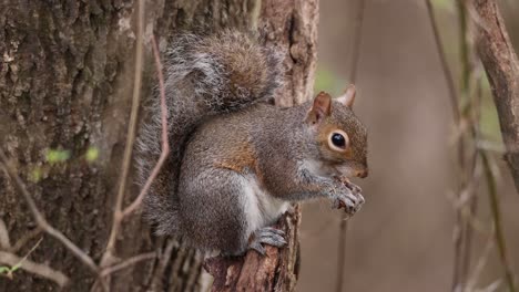 Eichhörnchen-Sitzt-Auf-Einem-Baum-Und-Isst-Eine-Nuss