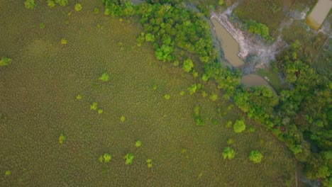 Die-Weite,-Grüne-Landschaft-Von-Arauca,-Kolumbien-Mit-Verstreuten-Bäumen,-Luftaufnahme,-Luftaufnahme