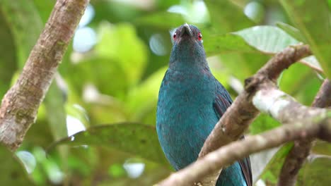 Un-Pájaro-Azul-Asiático-Hembra-Salvaje-Posado-En-Una-Rama-De-árbol-En-Medio-Del-Dosel-Del-Bosque,-Curiosamente-Preguntándose-Por-Los-Alrededores,-Primer-Plano