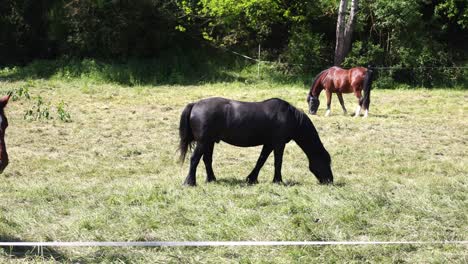 Three-horses-are-grazing-in-a-field
