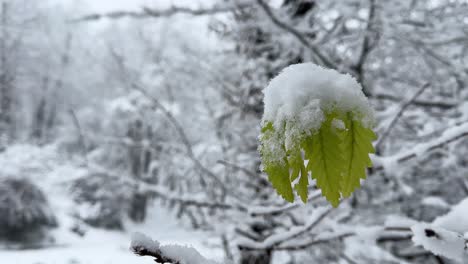 Gefrorenes-Blatt-Eines-Waldbaums-Im-Winter,-Schnee-Bedeckt-Grüne-Blätter-Der-Frühlingssaison-Auf-Weißem,-Kaltem,-Eiskaltem-Hintergrund-Im-Iran,-Im-Nahen-Osten,-In-Asien,-Hyrkanische-Waldnaturlandschaft-Mit-Wundervollem,-Malerischem-Landleben