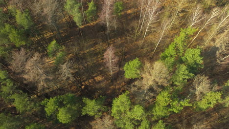 Overhead-view-of-a-forest-with-a-stark-distinction-between-vibrant-green-conifers-and-a-few-isolated-leafless-trees,-casting-long-shadows-in-the-low-sunlight