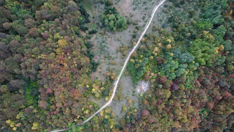 Top-down-aerial-of-beech-trees-during-autumn-in-Bosnian-mountains